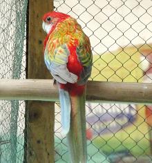 Rosella Canela